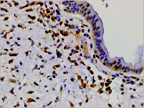 product-image-AAA31025_IHC9.jpg