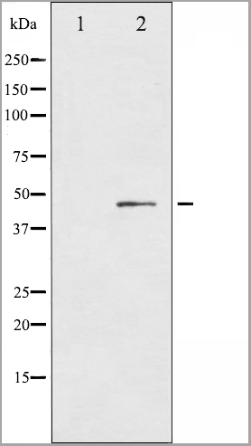 product-image-AAA31026_WB2.jpg