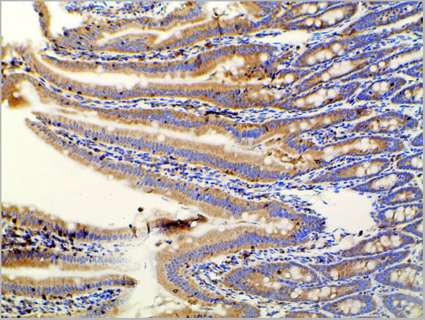 product-image-AAA31027_IHC11.jpg