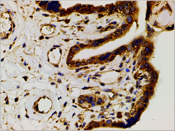 product-image-AAA31027_IHC3.jpg