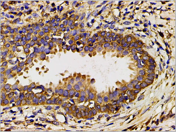 product-image-AAA31027_IHC6.jpg