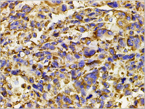 product-image-AAA31027_IHC8.jpg