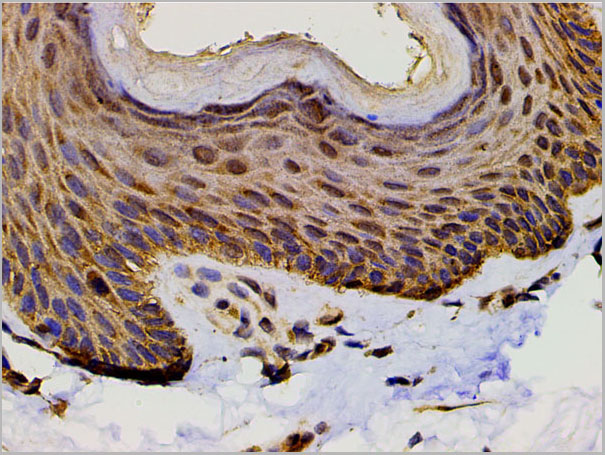 product-image-AAA31027_IHC9.jpg
