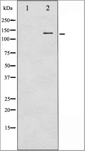 product-image-AAA31028_WB6.jpg