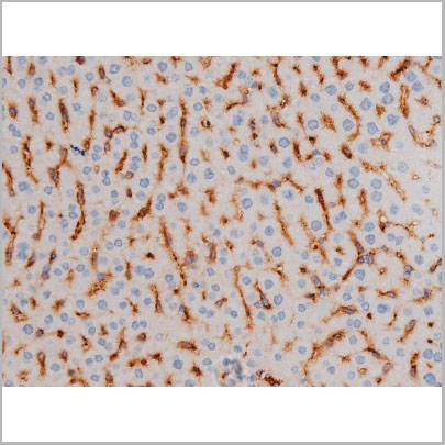 product-image-AAA31029_IHC4.jpg
