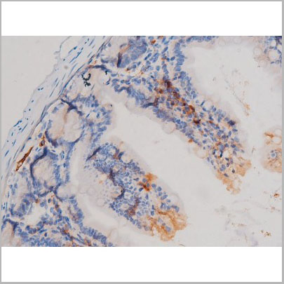 product-image-AAA31029_IHC7.jpg