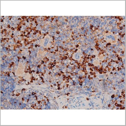 product-image-AAA31030_IHC9.jpg