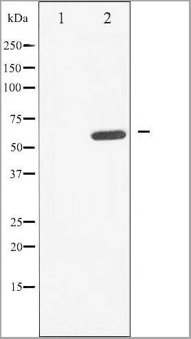product-image-AAA31030_WB5.jpg