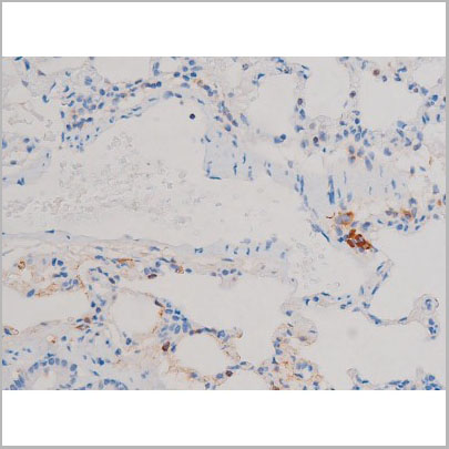 product-image-AAA31031_IHC7.jpg