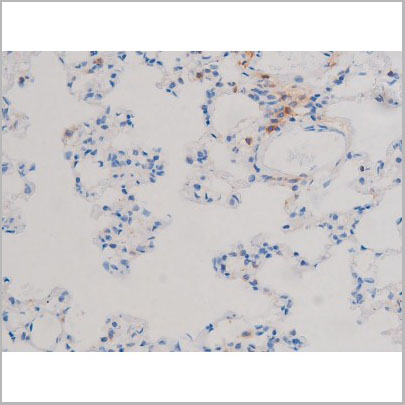 product-image-AAA31031_IHC8.jpg