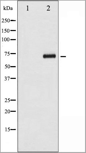 product-image-AAA31031_WB.jpg