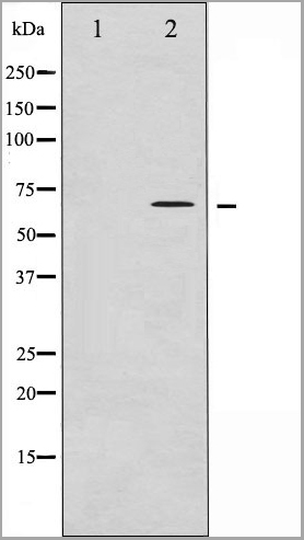 product-image-AAA31032_WB6.jpg