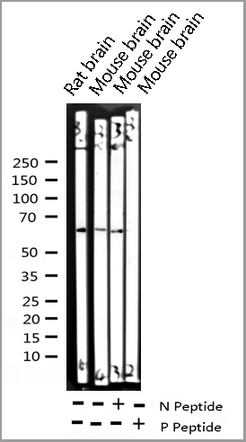 product-image-AAA31033_WB.jpg