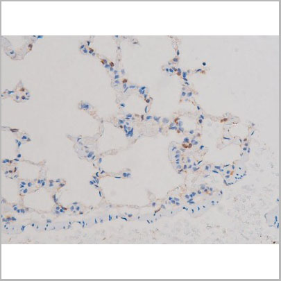 product-image-AAA31034_IHC8.jpg