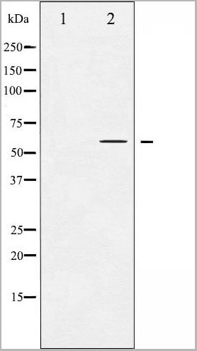product-image-AAA31035_WB11.jpg
