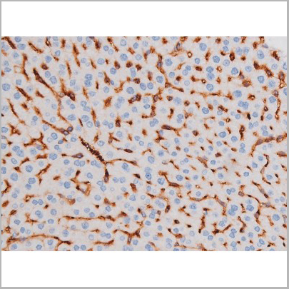 product-image-AAA31036_IHC7.jpg
