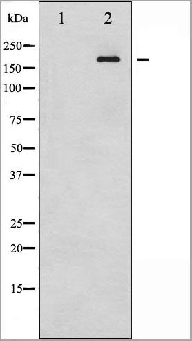 product-image-AAA31036_WB2.jpg