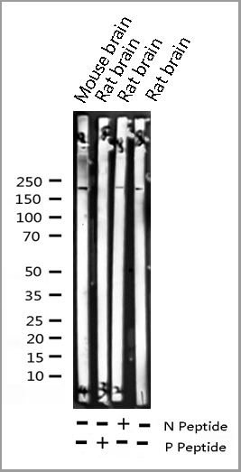 product-image-AAA31036_WB3.jpg