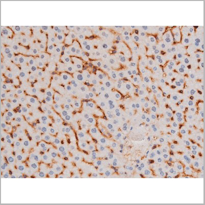 product-image-AAA31037_IHC6.jpg