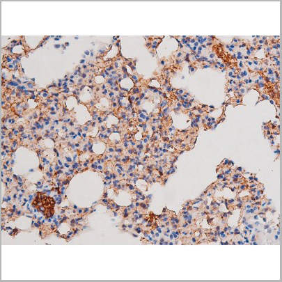 product-image-AAA31037_IHC9.jpg