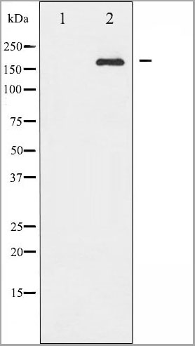 product-image-AAA31037_WB2.jpg