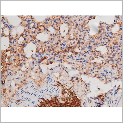 product-image-AAA31039_IHC7.jpg