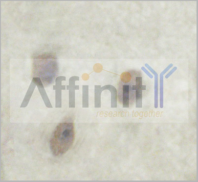 product-image-AAA31040_WB.jpg