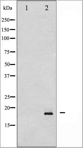 product-image-AAA31040_WB16.jpg