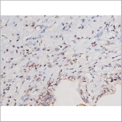 product-image-AAA31041_IHC12.jpg
