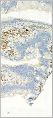 product-image-AAA31041_IHC20.jpg