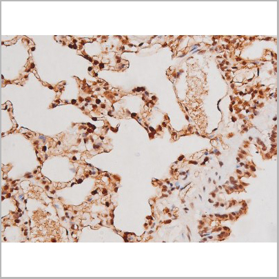 product-image-AAA31041_IHC8.jpg
