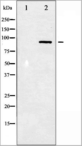product-image-AAA31041_WB10.jpg