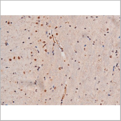 product-image-AAA31042_IHC9.jpg