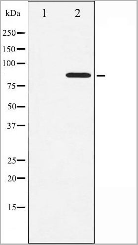 product-image-AAA31042_WB20.jpg