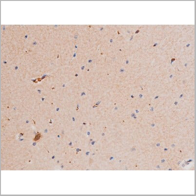 product-image-AAA31043_IHC10.jpg
