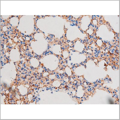 product-image-AAA31043_IHC9.jpg
