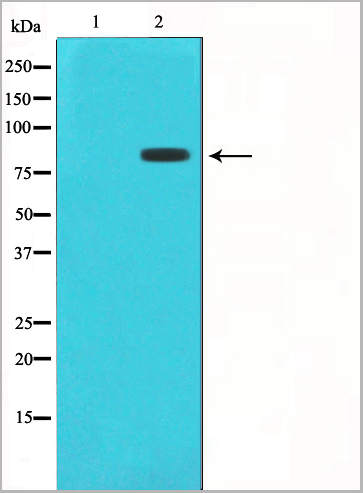 product-image-AAA31043_WB.jpg