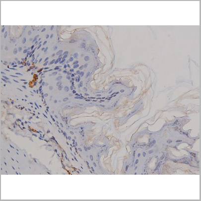 product-image-AAA31044_IHC3.jpg