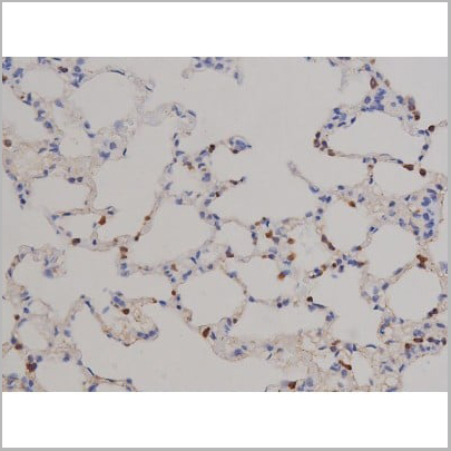 product-image-AAA31045_IHC7.jpg
