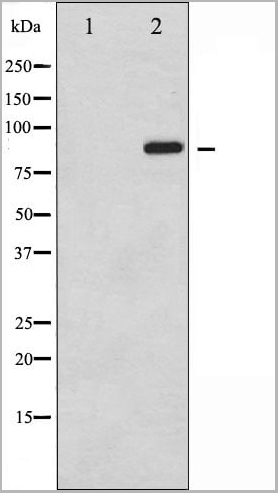 product-image-AAA31045_WB10.jpg