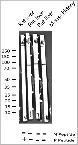 product-image-AAA31045_WB12.jpg