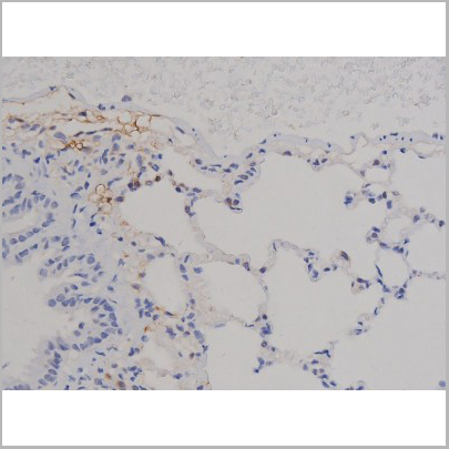 product-image-AAA31046_IHC8.jpg
