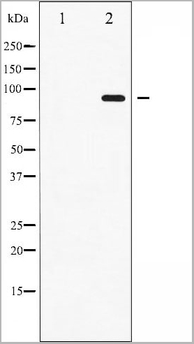 product-image-AAA31046_WB11.jpg