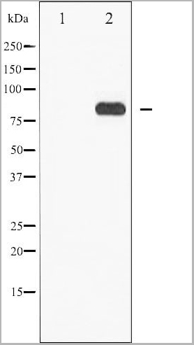 product-image-AAA31047_WB5.jpg