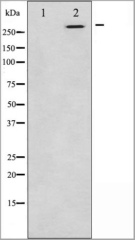 product-image-AAA31048_WB4.jpg