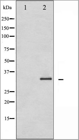 product-image-AAA31049_WB4.jpg