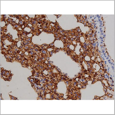 product-image-AAA31050_IHC7.jpg