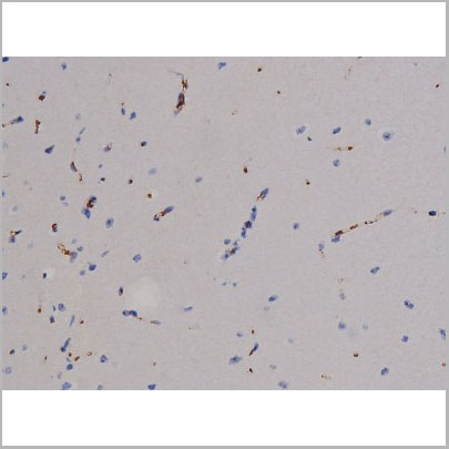 product-image-AAA31050_IHC8.jpg