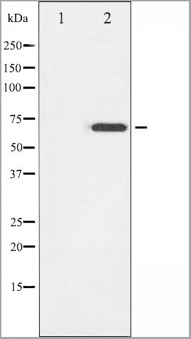 product-image-AAA31050_WB2.jpg