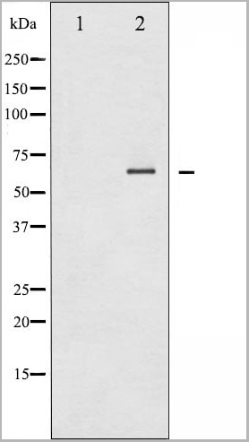 product-image-AAA31051_WB14.jpg